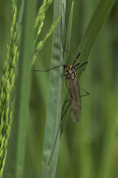 Tipulide Nephrotoma Appendiculata